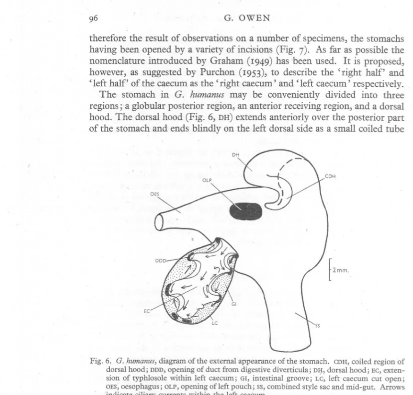Fig. 6. G. humanus, diagram of the external appearance of the stomach. CDH,coiled region of dorsal hood; DDD;opening of duct from digestive diverticula; Dlj, dorsal hood;  EC,exten-sion of typhlosole within left caecum; GI, intestinal groove; LC, left caec