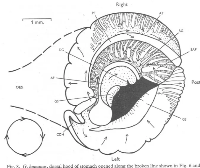Fig. 8. G. humanus, dorsal hood of stomach opened along the broken line shown in Fig. 6 and viewed dorsally