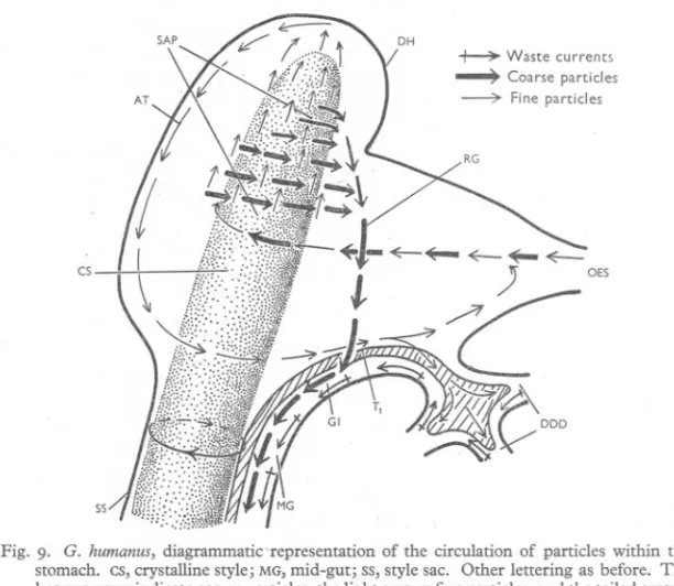 Fig. 9. G. humanus, diagrammatic representation of the circulation of particles within the stomach