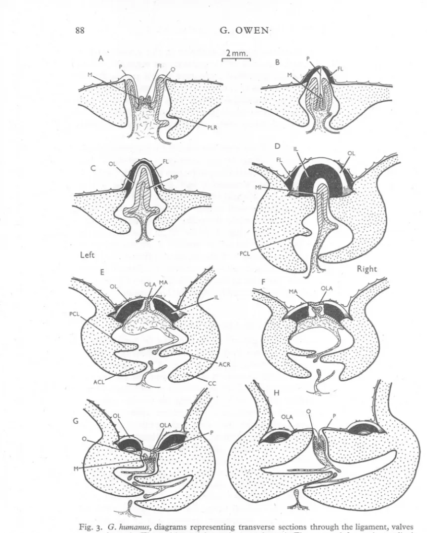 Fig. 3. G. humanus, diagrams representing transverse sections through the ligament, valves and mantle