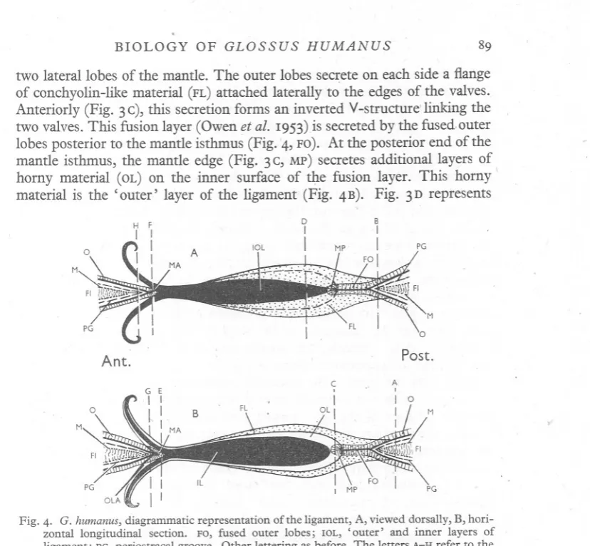 Fig. 4. G. humanus, diagrammatic representation of the ligament, A, viewed dorsally, B, hori- hori-zontal longitudinal section