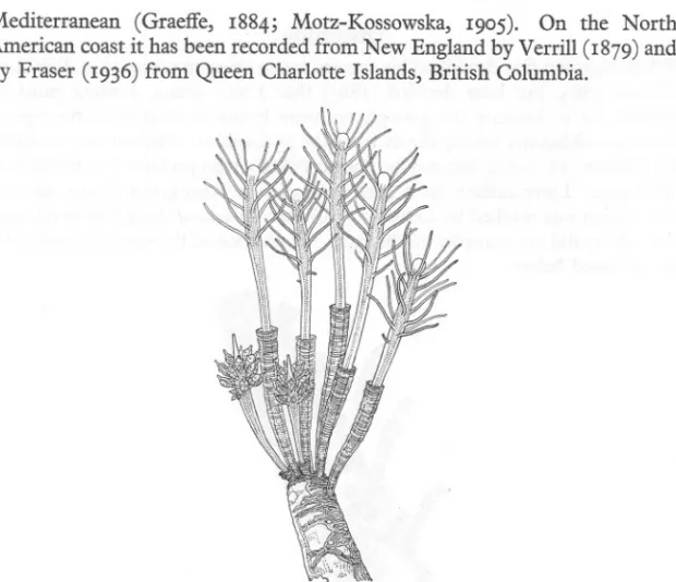 Fig. 2. Merona cornucopiae (Norman): fertile colony at the tip of a shell of Dentalium entale, Eddystone Grounds, Plymouth, 4 June 1898; E