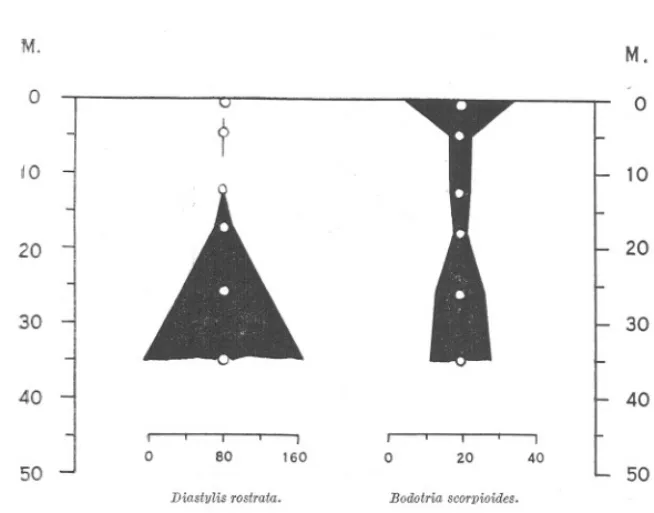 FIG. 7.-The vertical distribution of Diastylis rostrata (left) and Bodotria scorp,:oides (right) in the dark on June 3rd-4th, 1926
