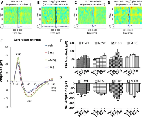 Figure 1. Effects of baclofen on ERPs in Fmr1 KO and WT mice (F-WT, n � 16; F-KO, n � 15; M-WT, n � 23; M-KO, n � 18)