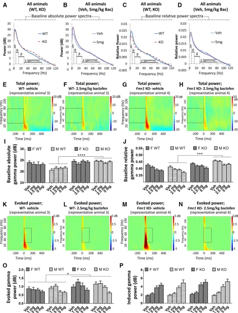 Figure 2. Effects of baclofen on baseline and auditory stimulus–related gamma oscillations in Fmr1 KO and WT mice (F-WT, n � 16;