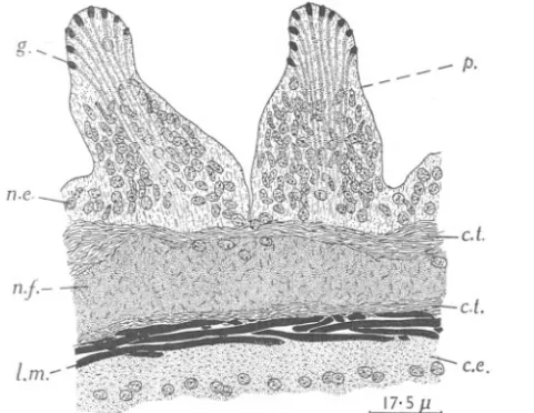 Fig. 2. A part of the wall of a tube foot of Ophiothrix fragilis, showing two papillae with the glandular elements