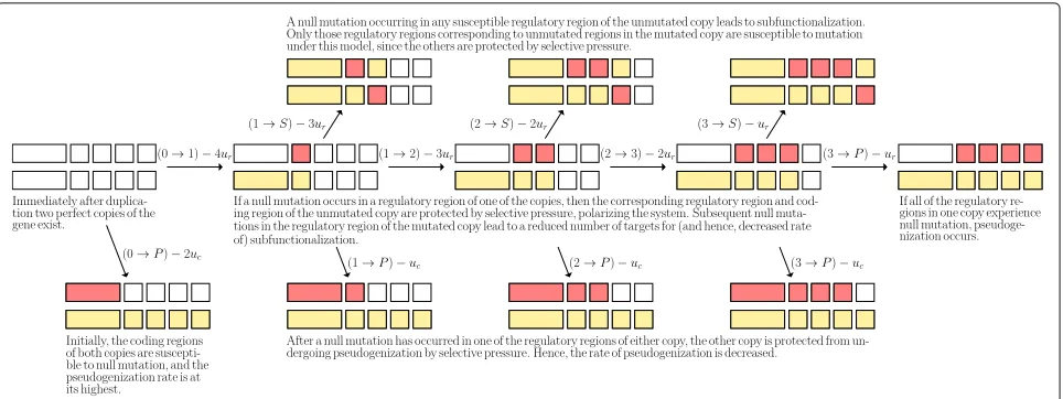 Fig. 1 The (biological) transition diagram forpressure are z = 4. Regions hit by null mutation are coloured red, and regions which are protected by selective coloured yellow