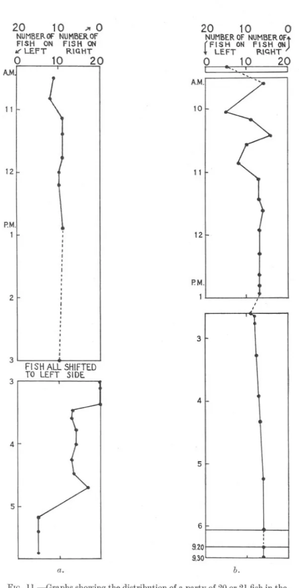 FIG. ll.-Graphs showing the distribution of a party of 20 or 21 fish in the two halves of a tank arranged as in Fig