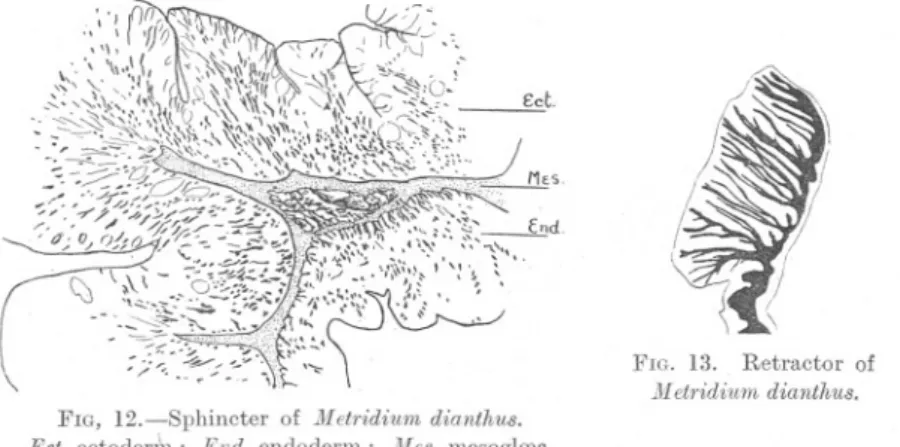 FIG, 12.-Sphincter of Metridium dianthus.