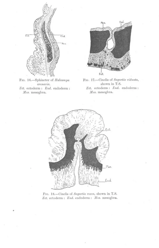 FIG. I7.-Cinclis of Sagartia viduata, shown in T.S.