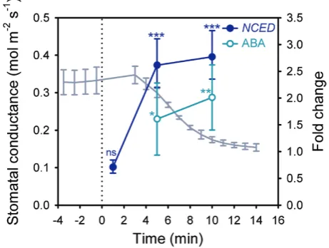 Fig. 1. NCED3 expression and ABA levels increase after a decrease in leaf turgor and correspond with the timing of stomatal closure after a step-increase in VPD in wild-type Arabidopsis
