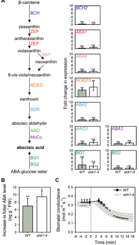 Fig. 2. Loss of biosynthesis genes or ABA level after a decrease in leaf cell turgor, or the stomatal response to increasing VPD