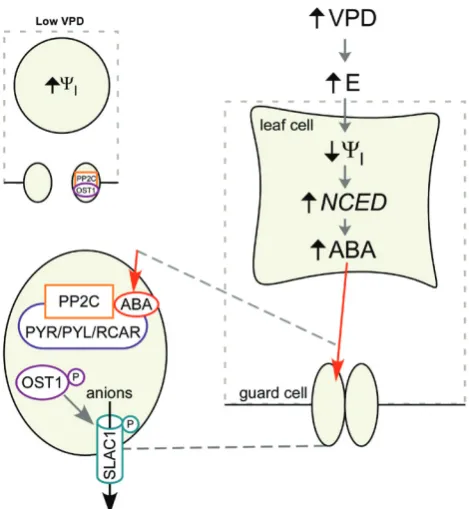 Fig. S2. Confirmation that NCED3 up-regulation is trig-