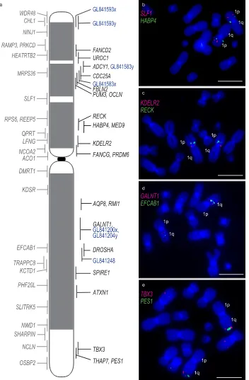 Figure 2. (left of the chromosome, genes mapped as part of this study and large sequence scaffolds (blue) are shown on the right of the chromosome