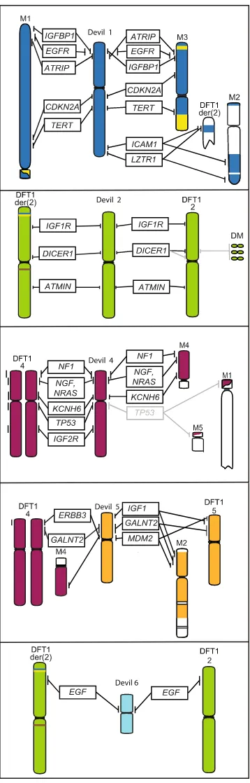 Figure 5. Location of cancer-related genes on devil and DFT1 chromosomes. Genes in grey indicate variations observed between samples.