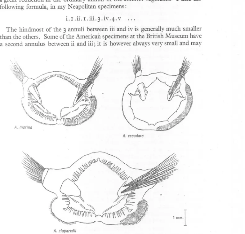 Fig. 8. Drawings, all to the same scale, of chaetigerous annulus xvi in each of the three species.