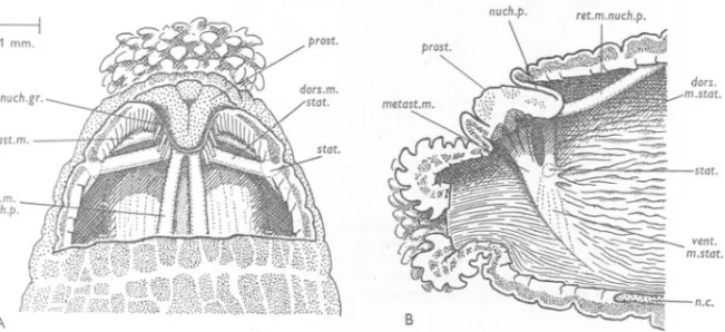 Fig. 10. Arenicola marina. A, dorsal dissection of the animal of Fig. 9; part of the body wall and the thin roof of the nuchal pouch have been removed