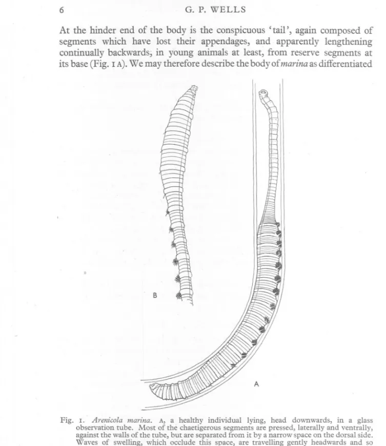Fig. I. Arenico/a marina. A, a healthy individual lying, head downwards, in a glass observation tube