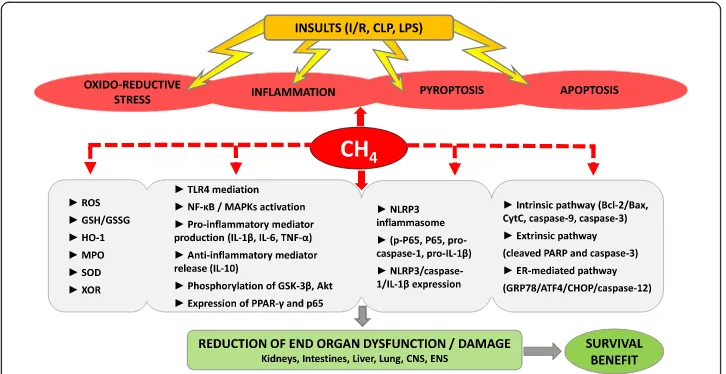 Fig. 1 Documented CHinflammation. ATF4, activating transcription factor 4; Bax. Bcl-2-associated X protein; Bcl-2, B cell lymphoma 2; CHOP,C/EBP homologous protein; CLP, cecal ligation and puncture; CNS, central nervous system; CytC, cytochrome C; ENS,enteric nervous system; ER, endoplasmic reticulum; GRP78, glucose-regulated protein 78; GSK-3kinase 3 beta; GSH, glutathione; GSSG, glutathione disulphide; HO-1, heme oxygenase 1; IL-1IL-10, interleukin 6 and interleukin 10, respectively; I/R, ischemia/reperfusion; LPS, lipopolysaccharide; MAPKs,mitogen-activated protein kinase; MPO, myeloperoxidase; NF-3; PARP, poly (ADP-ribose) polymerase; PPAR-oxygen species; SOD, superoxide dismutase; TLR4, Toll-like receptor 4; TNF-4-mediated mechanisms in experimental models of sepsis, endotoxemia and systemicβ, glycogen synthaseβ, interleukin 1 beta; IL-6,κB, nuclear factor-κB; NLRP3, NOD-like receptor proteinγ, peroxisome proliferator-activated receptor gamma; ROS, reactiveα, tumour necrosis factor alpha; XOR,xanthine oxidoreductase