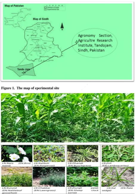 Figure 1.  The map of eperimental site  