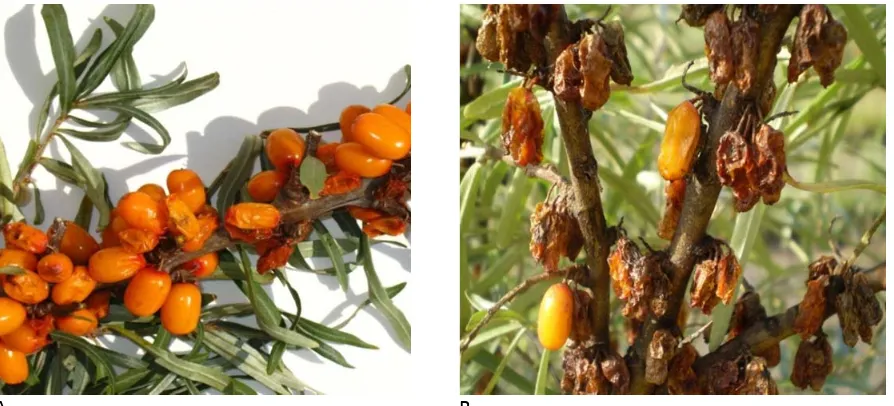Figure 4. Varieties of sea buckthorn berries: A – highly-resistant to sea buckthorn fly,  B – relatively resistant red-fruited, C – relatively resistant late-ripening 