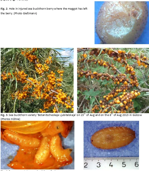 Fig. 4. Four maggots in a sea buckthorn fruit.  Fig. 5. Sea buckthorn fruit fly pupa (numbers = mm) (Photos Gießmann) 