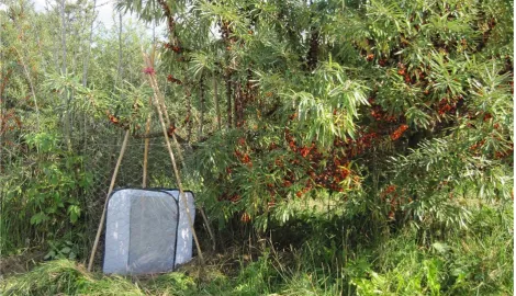 Fig. 7. Insect net cage with sea buckthorn fly pupae in Gülzow on 2nd of Oct 2013 (Photo Höhne)