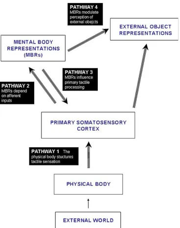 Figure 1: Analytic model of the relation between touch and the body proposed by Serino & Haggard (2009)