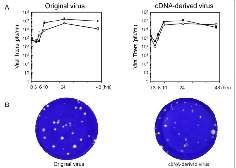 Figure 3 Characteristics of the cDNA-derived JPN08-404 virus.panel: the original JPN08-404 virus