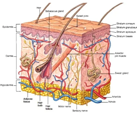 Figure 1: A cross section of animal tissue showingdiﬀerent layers including skin. [6]