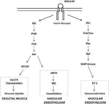 Figure 1.1 – Comparison of metabolic and vascular insulin signalling pathways 