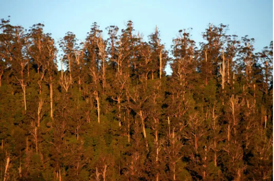 Figure 1-2.  Mixed-forest TOF, E. regnans (swamp gum) canopy and rainforest understory