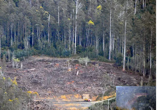 Figure 1-3.  Uneven-aged TOF. Uneven-aged eucalypt TOF, following fire. Note [yellow flowering] Acacia dealbata, a coloniser after fire