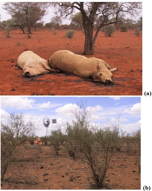Figure 1-7 – Change in carbon with rangeland overgrazing.levels of livestock are often kept high in the hope that plentiful rains will produce sufficient feed