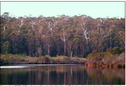 Figure 2-4. TOF of Eucalyptus. diversicolor (karri) and E. jacksonii (red tingle) showing effects of a 