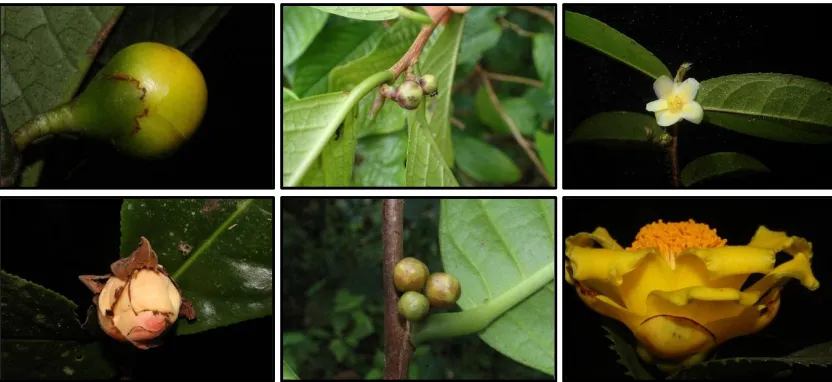 Fig. 1. Camellia tuyenquangensis(above right),  (above left), C. impressinervis (above middle), C