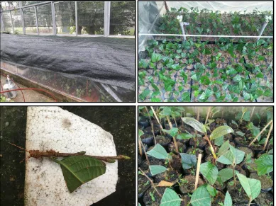 Fig. 2. Vegetative propagation by cuttings for  left), automatic spraying system (above right), rooted cutting (below left), and seedlings (below C