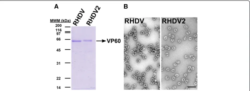 Figure 1 The RHDV2 recombinant capsid protein assembles into VLPs. A Coomassie blue stained SDS-PAGE of purified recombinant RHDVand RHDV2 VP60 proteins