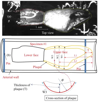 Fig. 4.2 An experimental delamination image of a mouse plaque specimen (specimen #1). The “upper face” is the separated surface pulled by the micro-clamp, and the “lower face” is the exposed surface