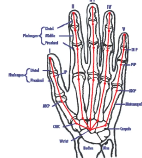 Fig 1:  Joint/Bone composition of human hand [2] 