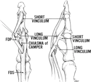 Fig 4:  Divided Strength Space of FDS and FDP muscles (x-axis: 