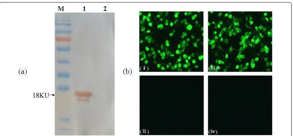 Figure 2 The mAb 6D3 recognizes recombinant C protein and WNV-infected C6/36 cells. (a) Recombinant C protein (lane 1) and celllysates from insect cells infected with wild-type baculovirus (lane 2) were evaluated for reactivity with mAb 6D3 by WB