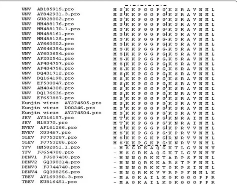 Figure 7 Alignment of WNV and other flavivirus C protein amino acid sequences surrounding the 6D3 epitope regionfrom the region encompassing the mAb 6D3 epitope of 22 WNV strains (including 3 Kunjin virus strains) and 14 other flavivirus strains were
