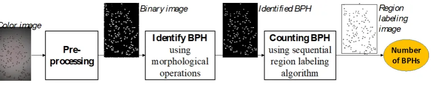 Figure 5. A model for detecting and counting BPH in images 