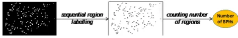 Figure 8. Counting BPHs based on sequential region labelling algorithm 