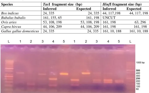 Table 1. Expected and inferred Cytochrome b gene fragment sizes produced with two restriction enzymes 