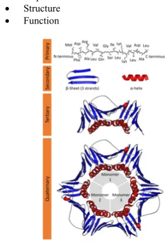 Figure 1. Structure of a HLA MHC Complex 