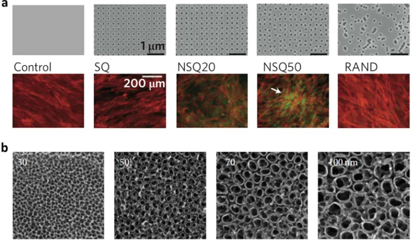 Figure 1.3 Examples of isotropic patterns that influence cellular responses. (apopulations but lack of positive OPN stain