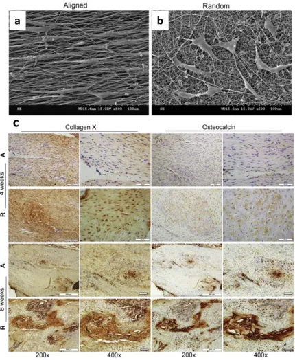 Figure 1.4 images ofElectrospun nanofibers induce stem cell differentiation. (a) and (b) SEM  MSCs cultured on the aligned and randomly-oriented nanofibrous scaffolds respectively