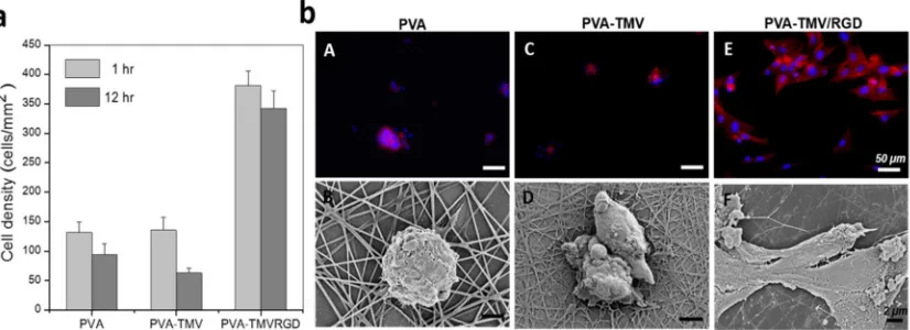 Figure 1.5 Genetically engineered TMV-RGD enhances cell adhesion on fibrous 